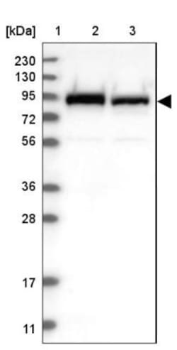 FAM129B Antibody, Novus Biologicals:Antibodies:Primary Antibodies