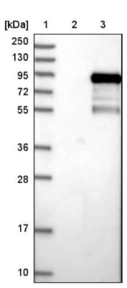 FAM130A1 Antibody, Novus Biologicals 25 &mu;L; Unlabeled:Antibodies, Polyclonal