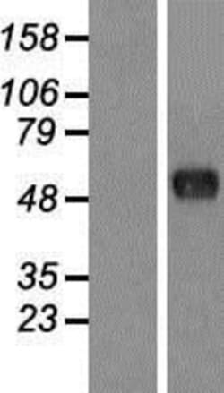 Novus Biologicals™ FAM130A1 Overexpression Lysate