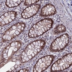 FAM131A Antibody, Novus Biologicals:Antibodies:Primary Antibodies