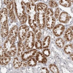 FAM135B Antibody, Novus Biologicals 25 &mu;L; Unlabeled:Antibodies, Polyclonal