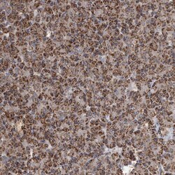 FAM136A Antibody, Novus Biologicals 0.1mL; Unlabeled:Antibodies, Polyclonal