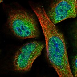 FAM150A Antibody, Novus Biologicals 25 &mu;L; Unlabeled:Antibodies, Polyclonal