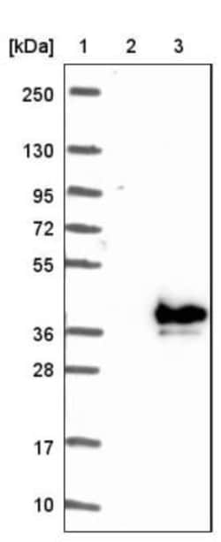 FAM151B Antibody, Novus Biologicals:Antibodies:Primary Antibodies