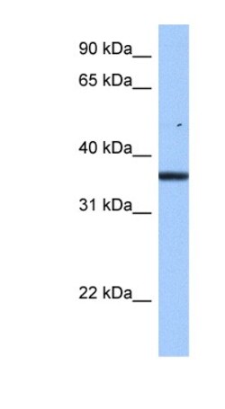 FAM153B Antibody, Novus Biologicals:Antibodies:Primary Antibodies