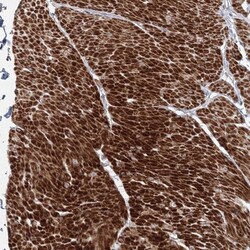 FAM155B Antibody, Novus Biologicals:Antibodies:Primary Antibodies
