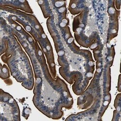 FAM159B Antibody, Novus Biologicals 0.1mL; Unlabeled:Antibodies, Polyclonal