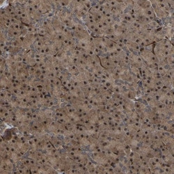 FAM161B Antibody, Novus Biologicals 25 &mu;L; Unlabeled:Antibodies, Polyclonal