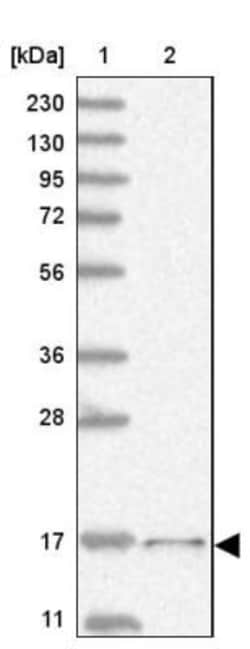 FAM162A Antibody, Novus Biologicals 0.1mL; Unlabeled:Antibodies, Polyclonal