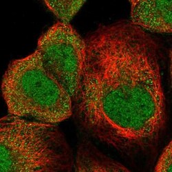FAM162B Antibody, Novus Biologicals 0.1 mL | Buy Online | Novus Biologicals | Fisher Scientific
