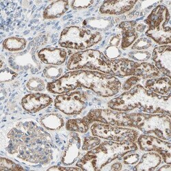 FAM163A Antibody, Novus Biologicals 0.1mL; Unlabeled:Antibodies, Polyclonal