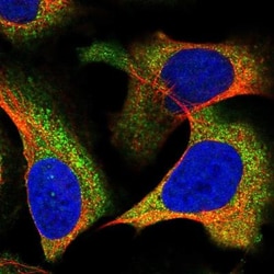 FAM166B Antibody, Novus Biologicals:Antibodies:Primary Antibodies