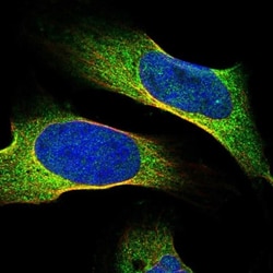 FAM167A Antibody, Novus Biologicals:Antibodies:Primary Antibodies