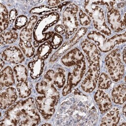 FAM170A Antibody, Novus Biologicals 0.1mL; Unlabeled:Antibodies, Polyclonal