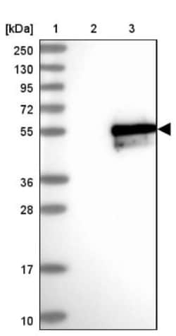FAM170A Antibody, Novus Biologicals:Antibodies:Primary Antibodies