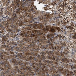 FAM171A2 Antibody, Novus Biologicals 0.1mL; Unlabeled:Antibodies, Polyclonal
