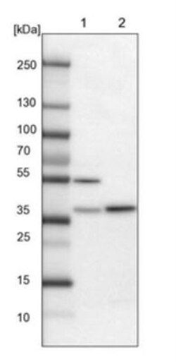FAM171B Antibody, Novus Biologicals 25 &mu;L, Unlabeled:Antibodies, Polyclonal