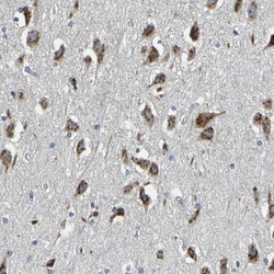 FAM174A Antibody, Novus Biologicals 0.1mL; Unlabeled:Antibodies, Polyclonal