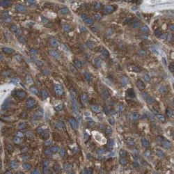 FAM174B Antibody, Novus Biologicals 0.1mL; Unlabeled:Antibodies, Polyclonal