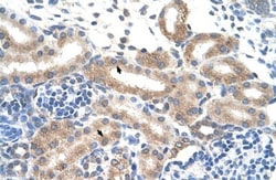 FAM174B Antibody, Novus Biologicals:Antibodies:Primary Antibodies