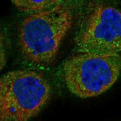 FAM178A Antibody, Novus Biologicals:Antibodies:Primary Antibodies