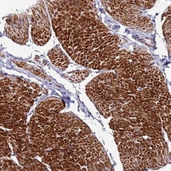 FAM178B Antibody, Novus Biologicals:Antibodies:Primary Antibodies