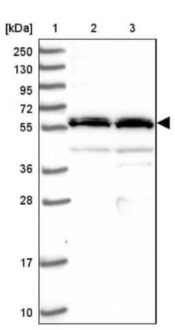 FAM178B Antibody, Novus Biologicals:Antibodies:Primary Antibodies