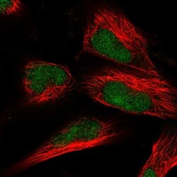 FAM179A Antibody, Novus Biologicals 25 &mu;L, Unlabeled:Antibodies, Polyclonal