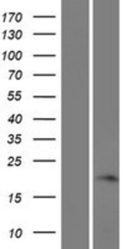 Novus Biologicals&trade;&nbsp;FAM180A Overexpression Lysate