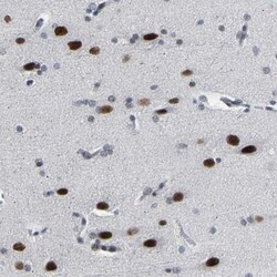 FAM180A Antibody, Novus Biologicals 0.1mL; Unlabeled:Antibodies, Polyclonal