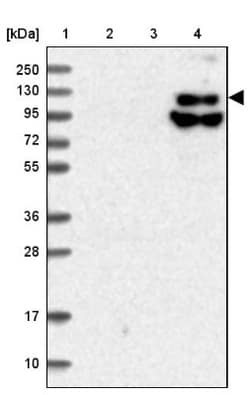 FAM186B Antibody, Novus Biologicals 25 &mu;L; Unlabeled:Antibodies, Polyclonal