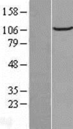 Novus Biologicals&trade;&nbsp;FAM186B Overexpression Lysate