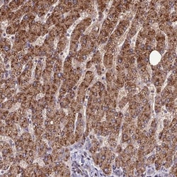FAM186B Antibody, Novus Biologicals 25 &mu;L; Unlabeled:Antibodies, Polyclonal