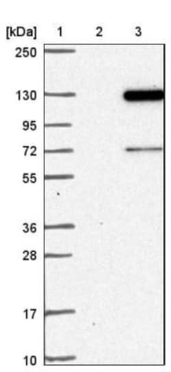 FAM186B Antibody, Novus Biologicals 25 &mu;L | Buy Online | Novus Biologicals | Fisher Scientific