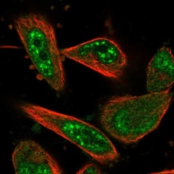 FAM187A Antibody, Novus Biologicals 25 &mu;L; Unlabeled:Antibodies, Polyclonal