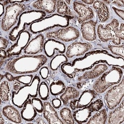 FAM188A Antibody, Novus Biologicals:Antibodies:Primary Antibodies