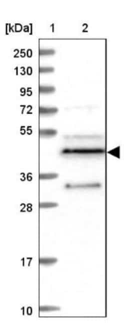 FAM188A Antibody, Novus Biologicals:Antibodies:Primary Antibodies