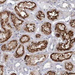 FAM188B Antibody, Novus Biologicals 0.1mL; Unlabeled:Antibodies, Polyclonal