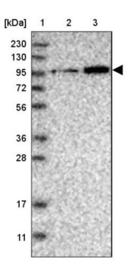 FAM188B Antibody, Novus Biologicals 0.1mL; Unlabeled:Antibodies, Polyclonal