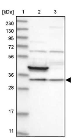 MAP3K12 binding inhibitory protein 1 Antibody, Novus Biologicals:Antibodies:Primary