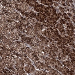 FAM190B Antibody, Novus Biologicals:Antibodies:Primary Antibodies