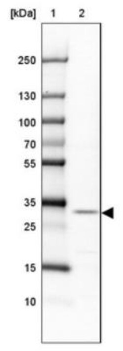 FAM190B Antibody, Novus Biologicals:Antibodies:Primary Antibodies