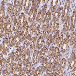 FAM193A Antibody, Novus Biologicals 0.1mL; Unlabeled:Antibodies, Polyclonal