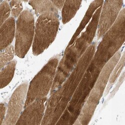 ACOX3 Antibody, Novus Biologicals:Antibodies:Primary Antibodies