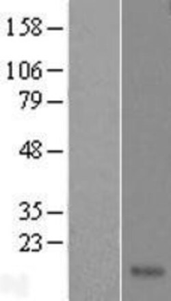 Novus Biologicals&trade;&nbsp;TAFA4/FAM19A4 Overexpression Lysate
