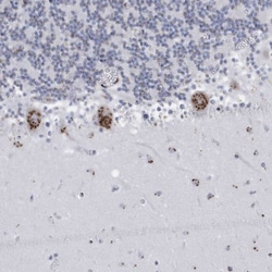 FAM207A Antibody, Novus Biologicals 0.1mL; Unlabeled:Antibodies, Polyclonal