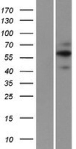 Novus Biologicals&trade;&nbsp;FAM20A Overexpression Lysate