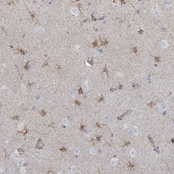 FAM210A Antibody, Novus Biologicals 0.1mL; Unlabeled:Antibodies, Polyclonal