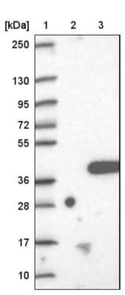 FAM212B Antibody, Novus Biologicals 25 &mu;L, Unlabeled:Antibodies, Polyclonal