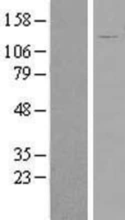 Novus Biologicals&trade;&nbsp;FAM29A Overexpression Lysate